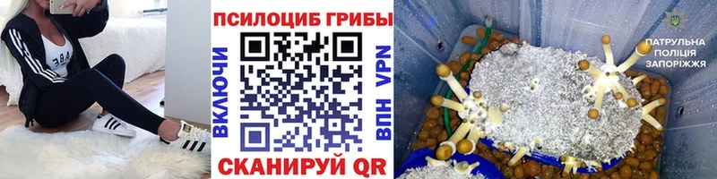 Псилоцибиновые грибы мицелий  где купить наркоту  Малая Вишера 